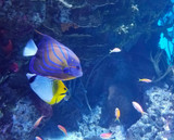 Does Snorkeling Equipment Color Affect Aquatic Life?