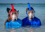 Full Face Snorkel Masks: Are They Dangerous Like Everyone Says?